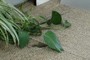 Philodendron/Pothos