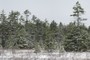 Round Glade