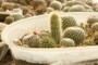 Flowering cacti