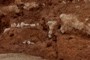 Fossils