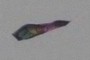 Kite