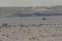 The Trackway Site