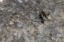 ant