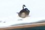 Goose #1