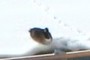 Goose #2