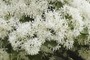 Chionanthus retusus