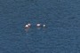 Flamingos