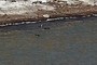 Ducks