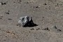 Volcanic Rocks