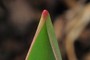 Tulip Shoots