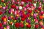Color Density