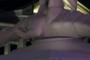 Aligator is missing a leg