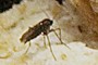 fungus gnat