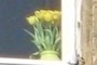 Yellow tulips