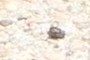 Pebble