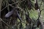 Bats in Kandy, Sri Lanka