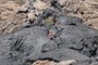 Where does lava come from?