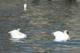 Swan (Cygne)