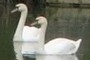 Swans
