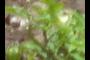 Plant.