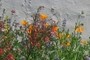 Monet would be proud