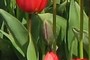 bud