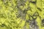 Lichen