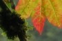 Moss and Fall Foliage