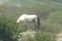White Horse