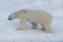 Polar Bear #1