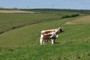 Cows