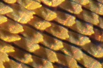 209498-210x140