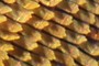 Butterfly Scales