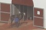 horse...