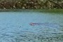 Beaver or Muskrat