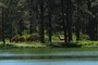 Bison Herd