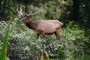 Moose