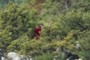 somone in the bush