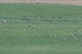 Flock of birds