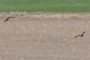Crows flying