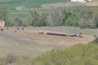 Herd of cows