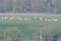 Flock of sheep