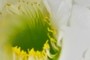 Easter Cactus