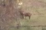 Four-legged critter