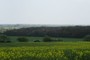 Legbourne Wood