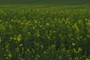 Oilseed Rape