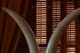Ivory Tusks