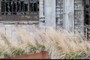New landscaping