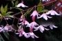 Blossoms