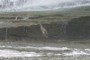 Pretty bird